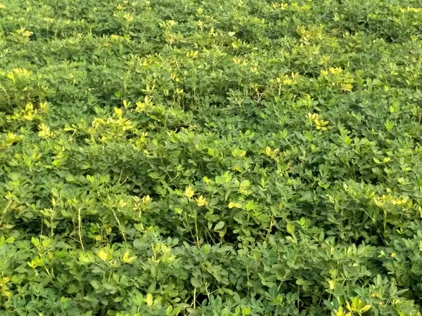 花生农场 花生田 花生树 花生种植园 印度背景的农田 — 图库照片