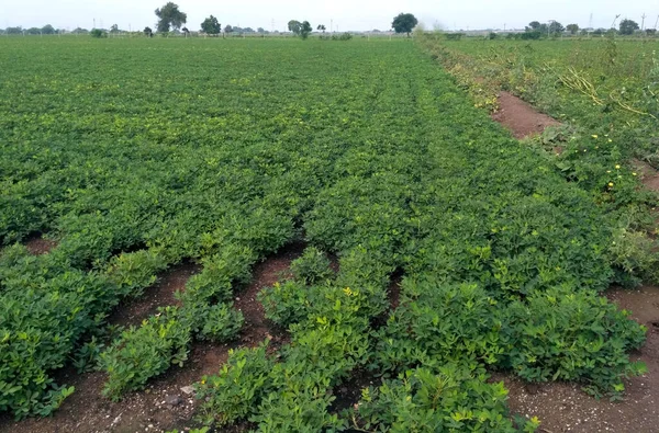 Fazenda Amendoim Campo Amendoim Árvore Amendoim Campos Plantação Amendoim Terra — Fotografia de Stock