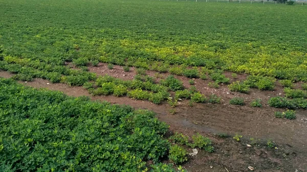 Jordnötter Gård Jordnötsfält Jordnötsträd Jordnötter Plantage Fält Jordbruksmark Indien Bakgrund — Stockfoto