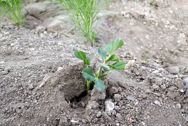 Culture Jeunes Arachides Plante Ferme Jeune Plante Poussant Partir Semences — Photo