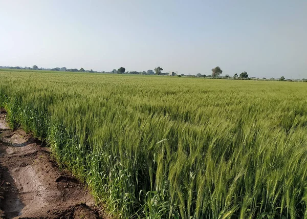 Wheat crop field, golden wheat farm, plant, Green cereal crops, Field of Wheat, Barley or Rye, ears of wheat