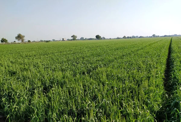 Campo Cultivo Trigo Fazenda Trigo Dourado Planta Culturas Cereais Verdes — Fotografia de Stock