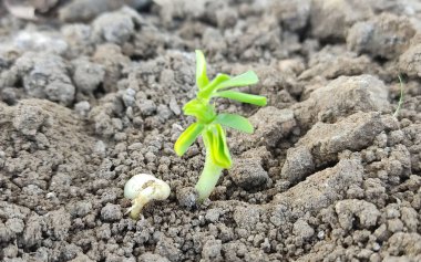 Genç yer fıstığı yetiştirmek Çiftlikte bitki, Tohumdan büyüyen genç bitki