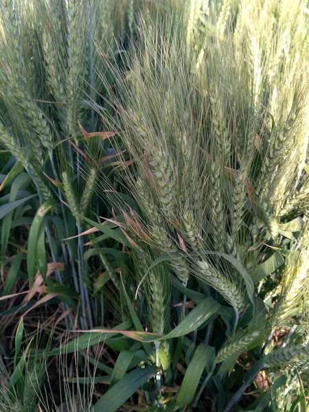 Weizenfeld Goldweizenfarm Pflanze Grüne Getreidekulturen Weizenfeld Gerste Oder Roggen Ähren — Stockfoto