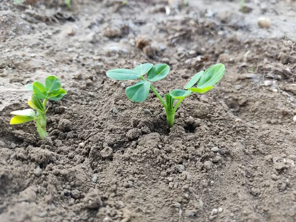 Culture Jeunes Arachides Plante Ferme Jeune Plante Poussant Partir Semences — Photo