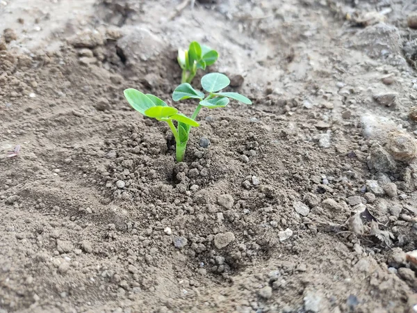 Crescer Jovem Amendoim Planta Fazenda Jovem Planta Que Cresce Partir — Fotografia de Stock