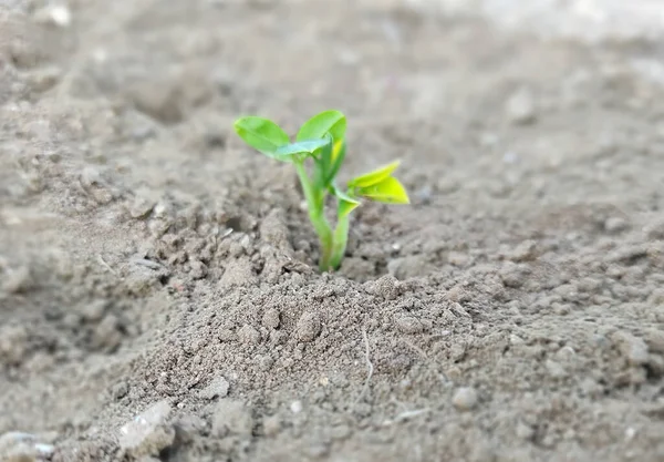 Growing Young Peanuts Plant Farm Young Plant Growing Seed — Stock Photo, Image