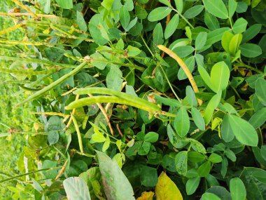 Bahçede bir metre uzunluğunda fasulye, sebze bahçesinde yetişen kozalak bitkisi.