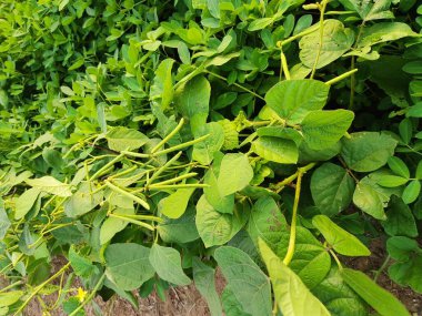 Mung fasulyesi tarlaları, Mung fasülyesi yeşil kabukları (Vigna radiata) ve mung fasulyesi yaprakları tarla sapında yakın tarlalar