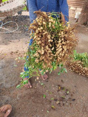 Peanut Farm, fresh peanuts plants with roots clipart