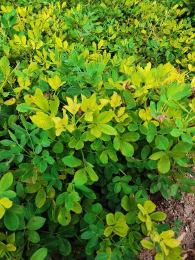 Fıstık tarlası, Fıstık Tarlası, Fıstık Ağacı, Fıstık tarlası, Hindistan 'da tarım arazisi.
