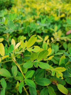 Fıstık tarlası, Fıstık Tarlası, Fıstık Ağacı, Fıstık tarlası, Hindistan 'da tarım arazisi.