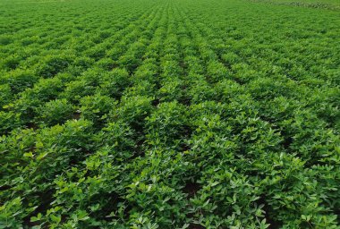 Fıstık tarlası, Fıstık tarlası, Fıstık Ağacı, Fıstık tarlası