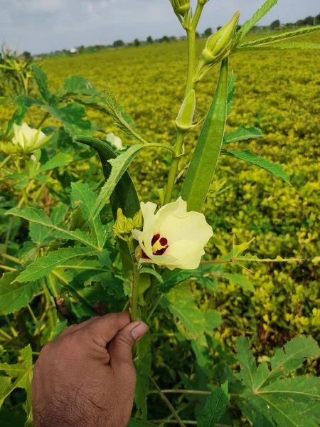 Ung Grön Okra Träd Grönsaksträdgården Okra Växt Som Växer Trädgården — Stockfoto