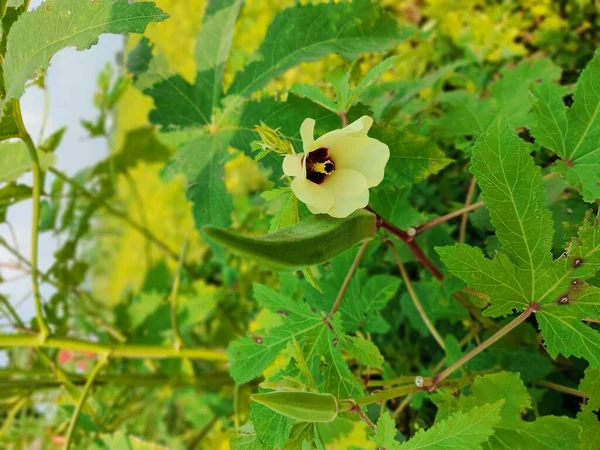 Jeune Okra Vert Sur Arbre Dans Jardin Potager Okra Plante — Photo