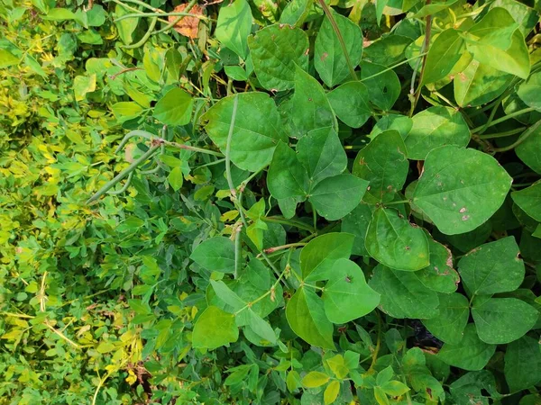 Feijão Yardlong Jardim Plantas Feijão Crescimento Horta — Fotografia de Stock