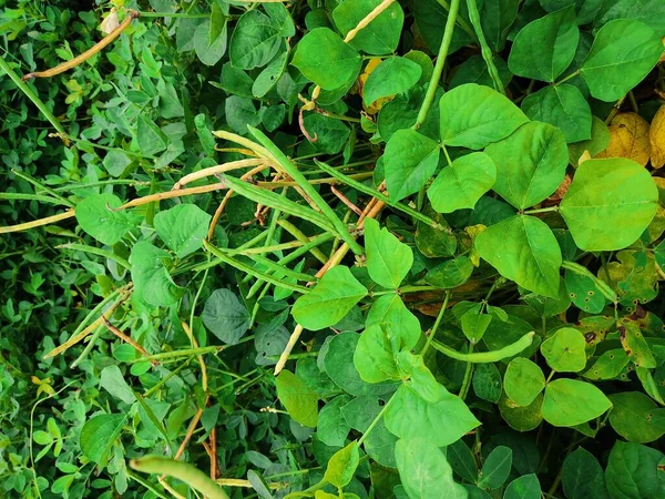 Fazole Zahradě Cowpea Pole Hrách Černé Oči Hrášek Crowder Hrášek — Stock fotografie