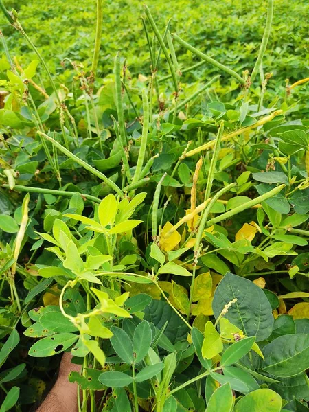 Yardlong Bean Garden Cowpea Field Peas Black Eyed Peas Crowder — Stockfoto