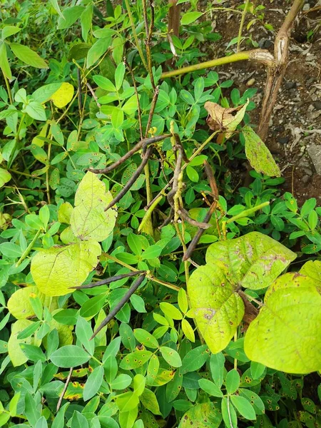 Cultivo Feijão Mung Verde Perto Campo Agrícola Vagens Verdes Feijão — Fotografia de Stock