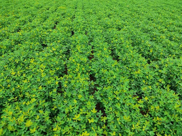 Fazenda Amendoim Campo Amendoim Árvore Amendoim Campos Plantação Amendoim — Fotografia de Stock