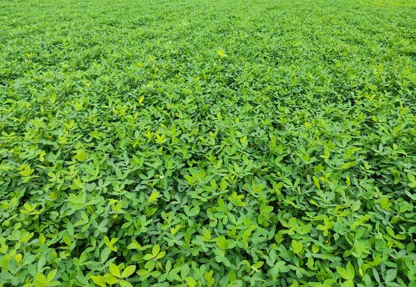 Fazenda Amendoim Campo Amendoim Árvore Amendoim Campos Plantação Amendoim — Fotografia de Stock