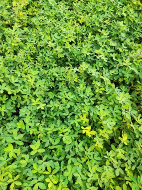 Fıstık tarlası, Fıstık Tarlası, Fıstık Ağacı, Fıstık tarlası, Hindistan 'da tarım arazisi.