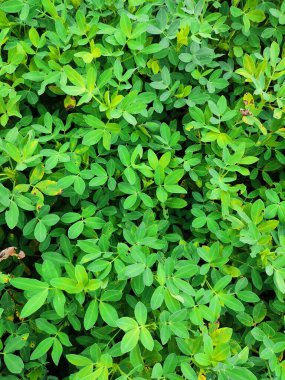 Fıstık tarlası, Fıstık Tarlası, Fıstık Ağacı, Fıstık tarlası, Hindistan 'da tarım arazisi.