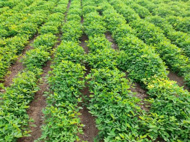 Fıstık tarlası, Fıstık Tarlası, Fıstık Ağacı, Fıstık tarlası, Hindistan 'da tarım arazisi.