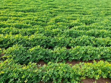 Fıstık tarlası, Fıstık Tarlası, Fıstık Ağacı, Fıstık tarlası, Hindistan 'da tarım arazisi.