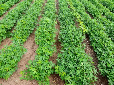 Fıstık tarlası, Fıstık Tarlası, Fıstık Ağacı, Fıstık tarlası, Hindistan 'da tarım arazisi.