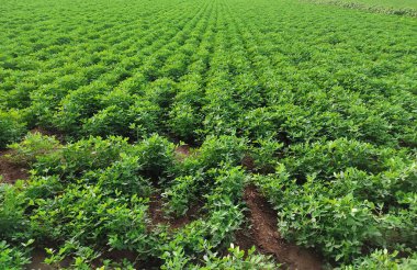 Fıstık tarlası, Fıstık Tarlası, Fıstık Ağacı, Fıstık tarlası, Hindistan 'da tarım arazisi.