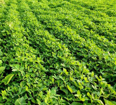 Fıstık tarlası, Fıstık Tarlası, Fıstık Ağacı, Fıstık tarlası, Hindistan 'da tarım arazisi.