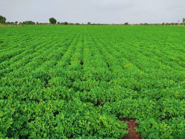Fıstık tarlası, Fıstık Tarlası, Fıstık Ağacı, Fıstık tarlası, Hindistan 'da tarım arazisi.