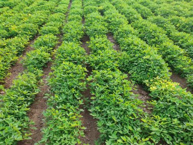 Fıstık tarlası, Fıstık Tarlası, Fıstık Ağacı, Fıstık tarlası, Hindistan 'da tarım arazisi.