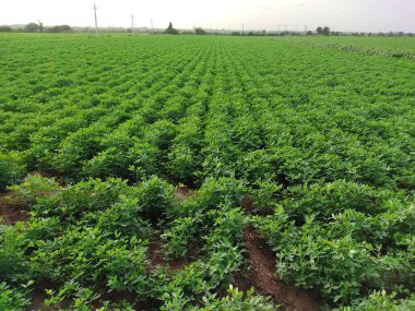 Fıstık tarlası, Fıstık Tarlası, Fıstık Ağacı, Fıstık tarlası, Hindistan 'da tarım arazisi.