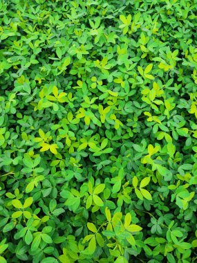 Fıstık tarlası, Fıstık tarlası, Fıstık Ağacı, Fıstık tarlası