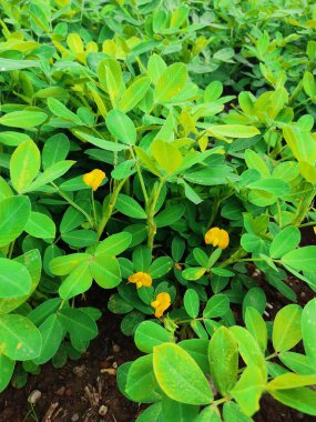 Fıstık tarlası, Fıstık tarlası, Fıstık Ağacı, Fıstık tarlası