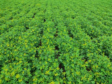 Fıstık tarlası, Fıstık Tarlası, Fıstık Ağacı, Fıstık tarlası, Hindistan 'da tarım arazisi.