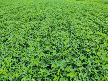 Fıstık tarlası, Fıstık tarlası, Fıstık Ağacı, Fıstık tarlası