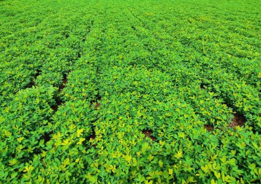 Fıstık tarlası, Fıstık Tarlası, Fıstık Ağacı, Fıstık tarlası, Hindistan 'da tarım arazisi.