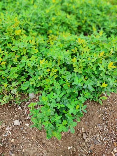 Farma Orzeszków Ziemnych Peanut Field Peanut Tree Pola Uprawne Orzeszków — Zdjęcie stockowe