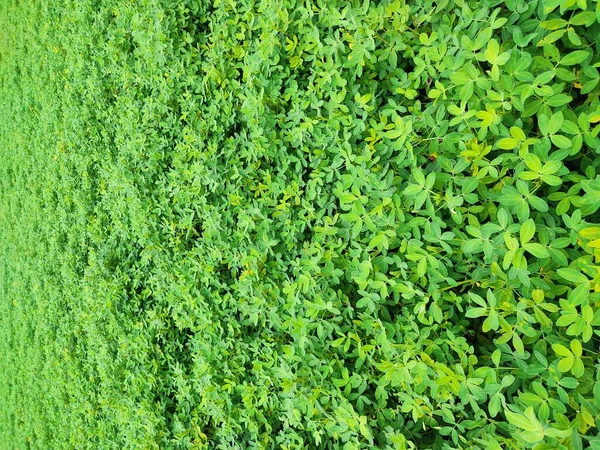 Φιστίκια Αγρόκτημα Peanut Field Peanut Tree Φιστίκια Φυτεία Πεδία Αγρότης — Φωτογραφία Αρχείου