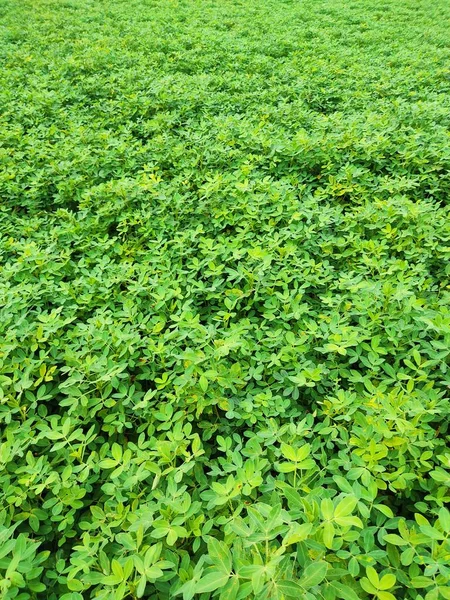 Φιστίκια Αγρόκτημα Peanut Field Peanut Tree Φιστίκια Φυτεία Πεδία Αγρότης — Φωτογραφία Αρχείου