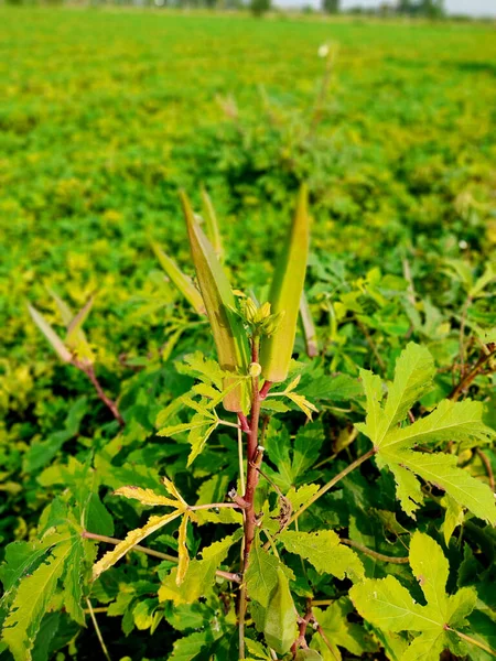 Ung Grön Okra Träd Grönsaksträdgården Okra Växt Som Växer Trädgården — Stockfoto