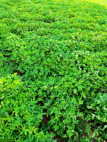 Jordnötter Gård Jordnötsfält Jordnötsträd Jordnötter Plantage Fält Jordbruksmark Indien Bakgrund — Stockfoto