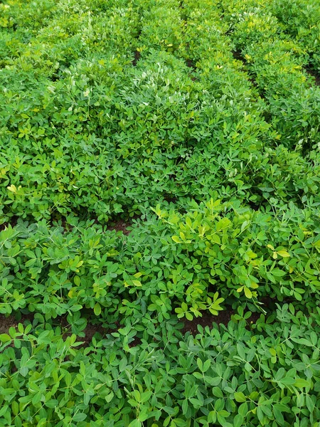 Arašídy Farma Arašídové Pole Arašídové Stromy Arašídové Plantáže Zemědělská Půda — Stock fotografie