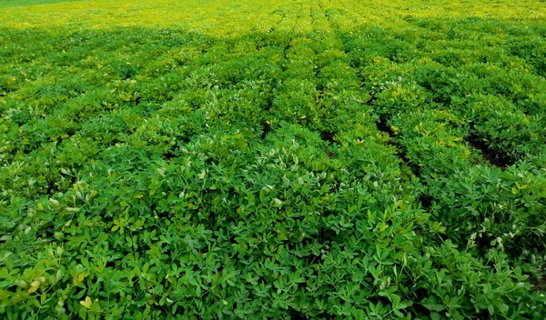 Jordnötter Gård Jordnötsfält Jordnötsträd Jordnötter Plantage Fält Jordbruksmark Indien Bakgrund — Stockfoto