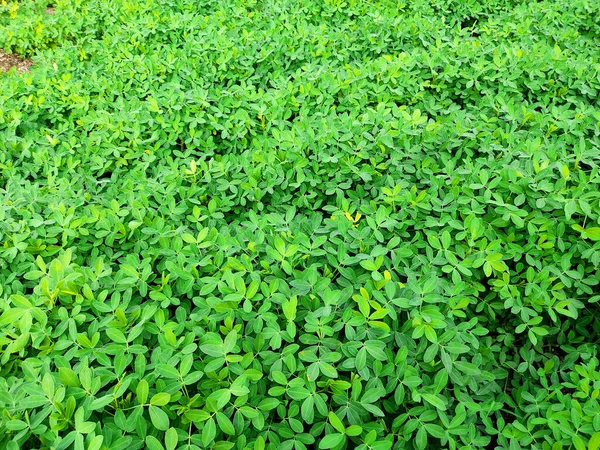 Jordnötter Gård Jordnötsfält Jordnötsträd Jordnötter Plantage Fält Jordbruksmark Indien Bakgrund — Stockfoto