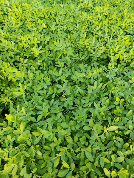 Φιστίκια Αγρόκτημα Peanut Field Peanut Tree Φιστίκια Φυτεία Πεδία Αγρότης — Φωτογραφία Αρχείου