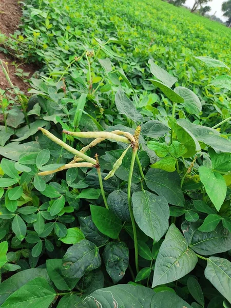 Jordnötter Gård Jordnötsfält Jordnötsträd Jordnötter Plantage Fält Jordbruksmark Indien Bakgrund — Stockfoto